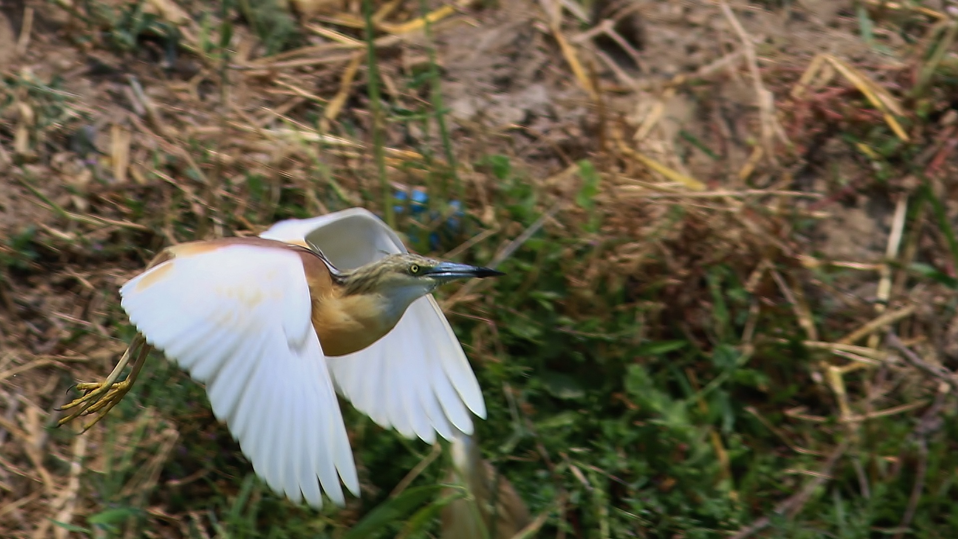 Squacco Heron